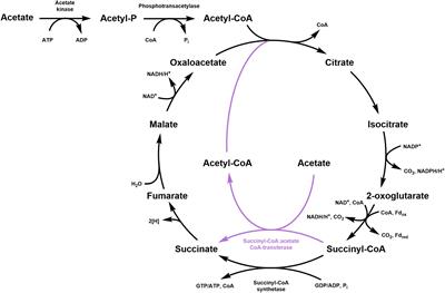 Succinyl-CoA:acetate CoA-transferase functioning in the oxidative tricarboxylic acid cycle in Desulfurella acetivorans